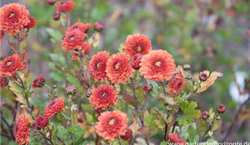 Zum Vergrößern klicken Bildvorschau