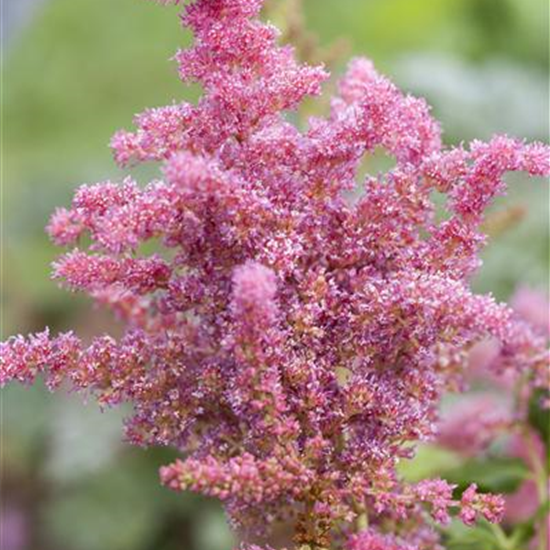 Astilbe 'Younique Cerise' -R-