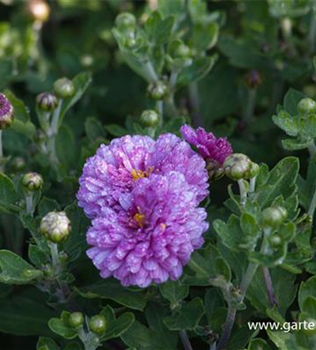 Chrysanthemum x hort.'Rotes Julchen'