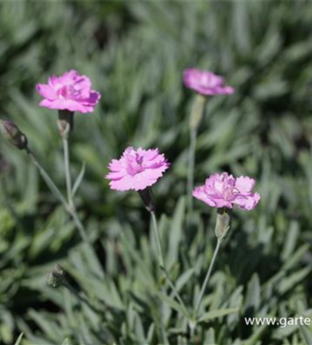 Garten-Pfingst-Nelke 'Pink Jewel'