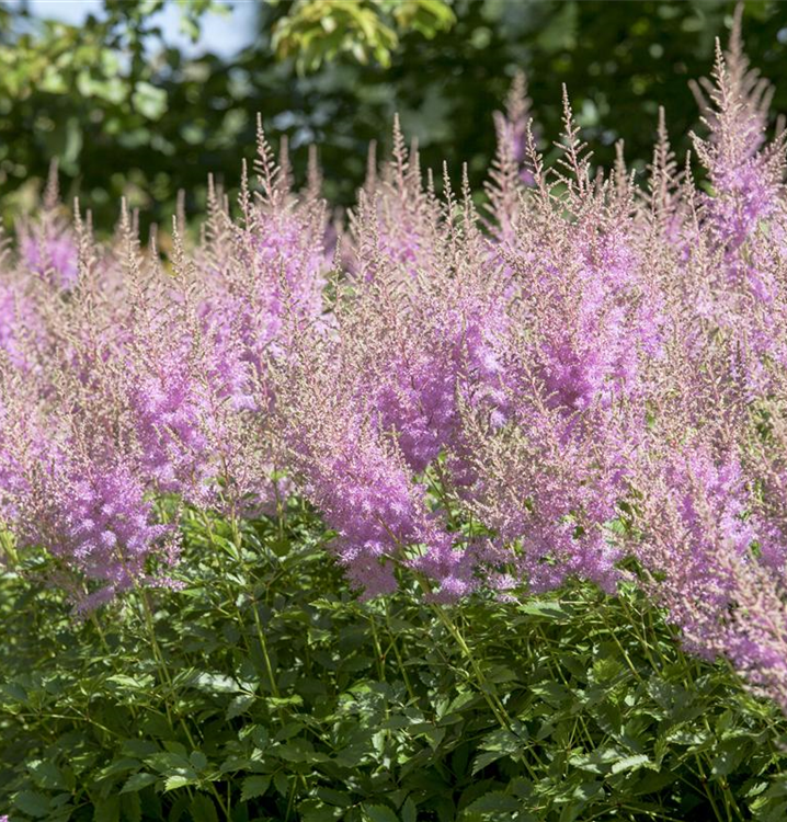 Astilbe japonica 'Younique Lilac'®