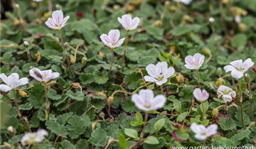 Zum Vergrößern klicken Bildvorschau
