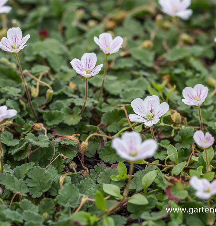 Erodium x variabile 'Album' Erodium x variabile 'Album'