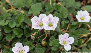 Zum Vergrößern klicken Bildvorschau