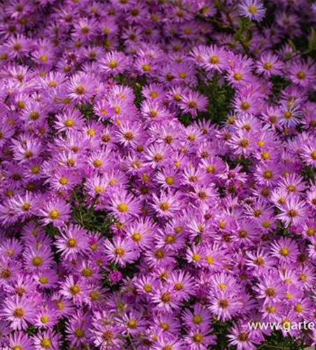 Kissen-Aster