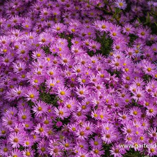 Kissen-Aster