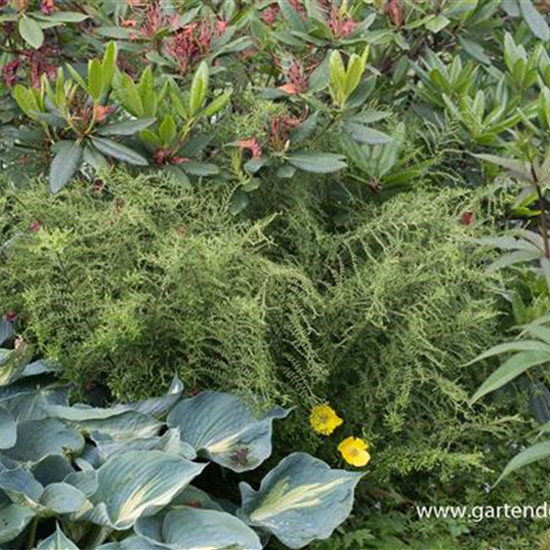 Garten-Goldschuppenfarn 'Cristata The King'