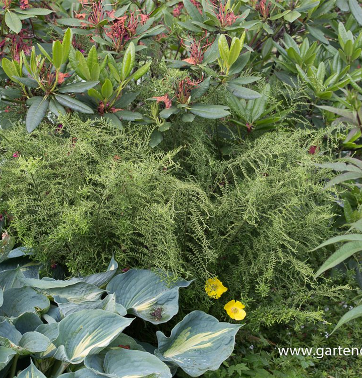 Dryopteris affinis 'Cristata The King'