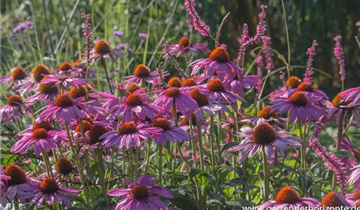 Zum Vergrößern klicken Bildvorschau