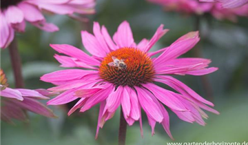 Zum Vergrößern klicken Bildvorschau