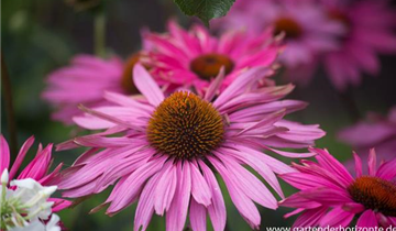 Zum Vergrößern klicken Bildvorschau