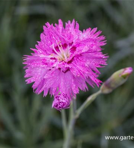 Feder-Nelke Feder-Nelke