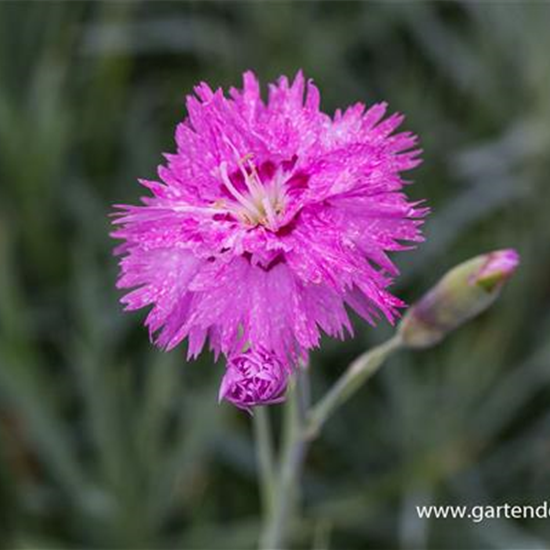 Feder-Nelke