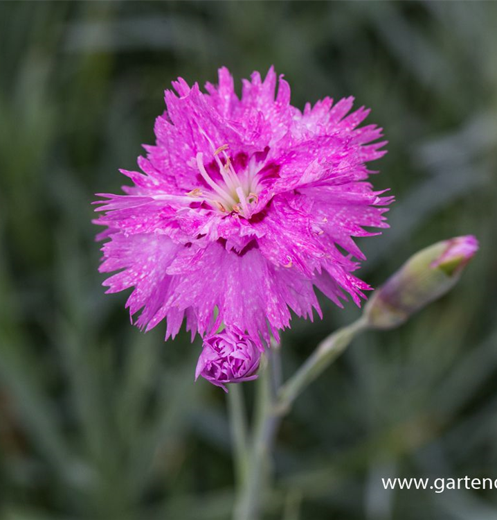 Dianthus plumarius, rosa Dianthus plumarius, rosa