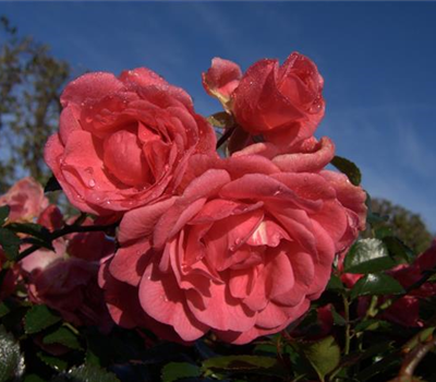 Bodendeckerrose 'Palmengarten Frankfurt'®