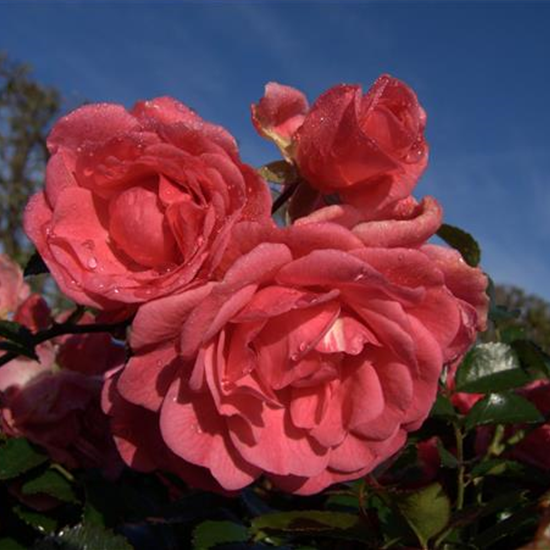 Bodendeckerrose 'Palmengarten Frankfurt'®