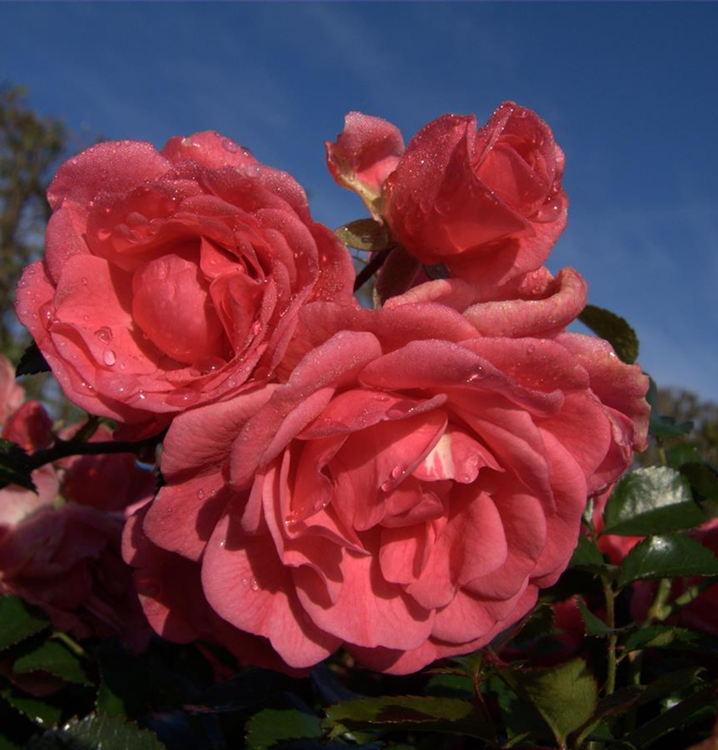 Rosa 'Palmengarten Frankfurt'®