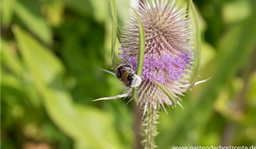 Zum Vergrößern klicken Bildvorschau