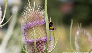Zum Vergrößern klicken Bildvorschau