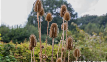 Zum Vergrößern klicken Bildvorschau