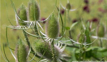 Zum Vergrößern klicken Bildvorschau