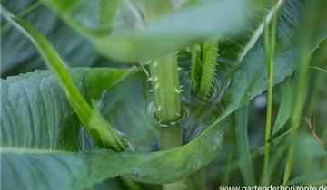 Zum Vergrößern klicken Bildvorschau