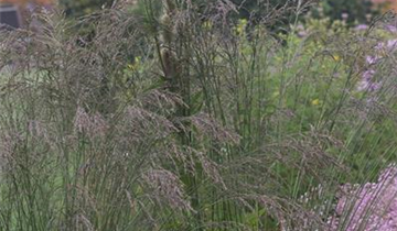 Zum Vergrößern klicken Bildvorschau