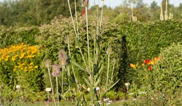 Zum Vergrößern klicken Bildvorschau