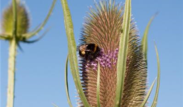Zum Vergrößern klicken Bildvorschau