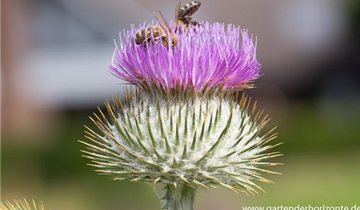 Zum Vergrößern klicken Bildvorschau
