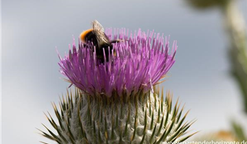 Zum Vergrößern klicken Bildvorschau