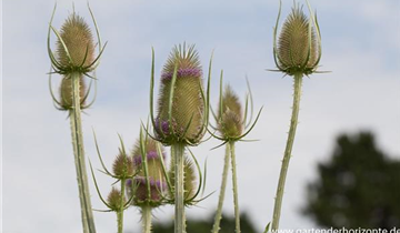 Zum Vergrößern klicken Bildvorschau