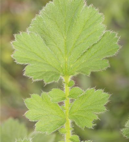 Chilenische Nelkenwurz