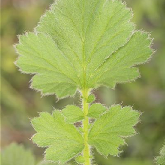 Chilenische Nelkenwurz