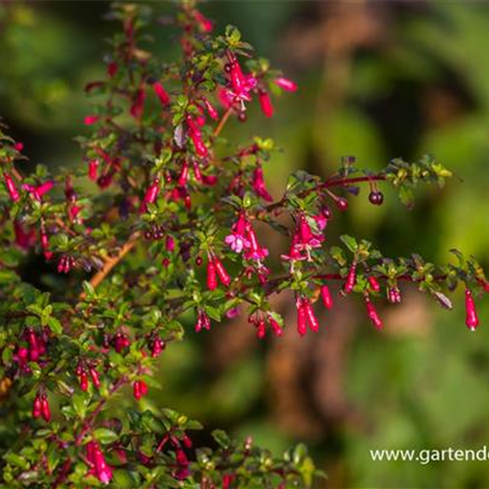 Kleinblättrig Fuchsie