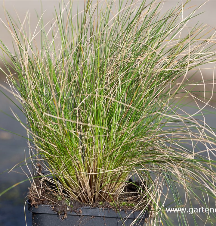 Festuca amethystina