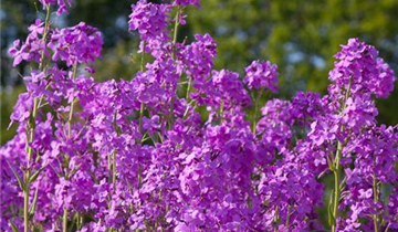 Zum Vergrößern klicken Bildvorschau