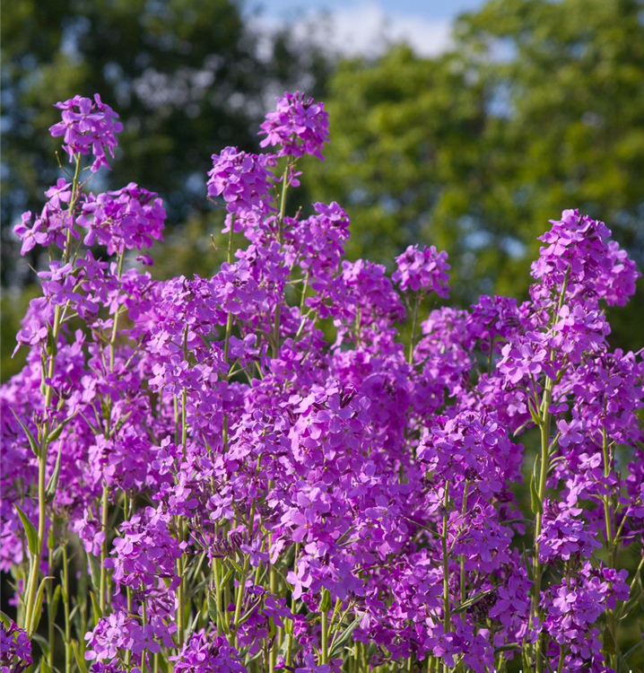 Hesperis matronalis Hesperis matronalis