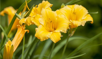 Zum Vergrößern klicken Bildvorschau