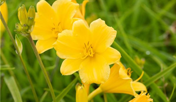 Zum Vergrößern klicken Bildvorschau