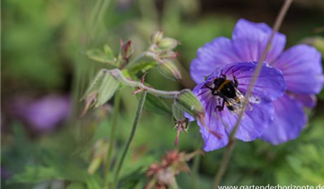 Zum Vergrößern klicken Bildvorschau