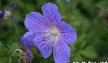 Zum Vergrößern klicken Bildvorschau