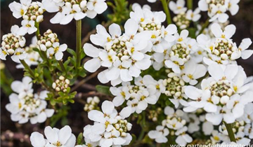 Zum Vergrößern klicken Bildvorschau