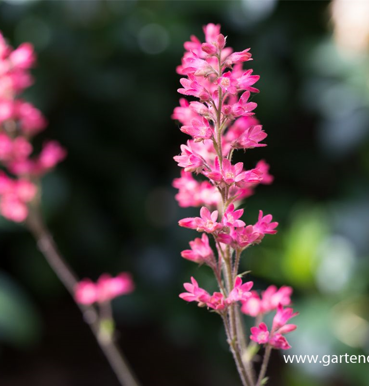 Purpurglöckchen Purpurglöckchen