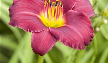 Zum Vergrößern klicken Bildvorschau