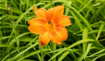 Zum Vergrößern klicken Bildvorschau