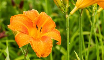 Zum Vergrößern klicken Bildvorschau