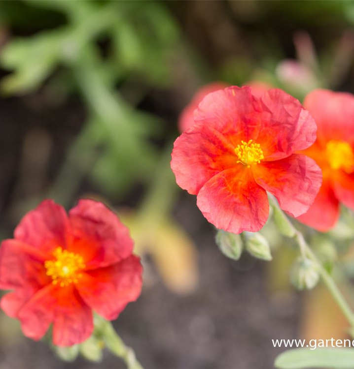 Helianthemum x cult.'Chocolate Blotch'