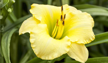 Zum Vergrößern klicken Bildvorschau