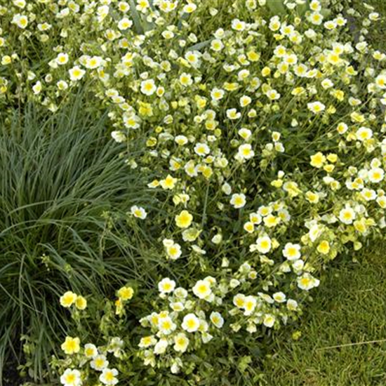 Garten-Sonnenröschen 'Elfenbeinglanz'